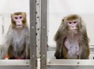 Maymunlara bilinçli olarak virüs bulaştırıldı!